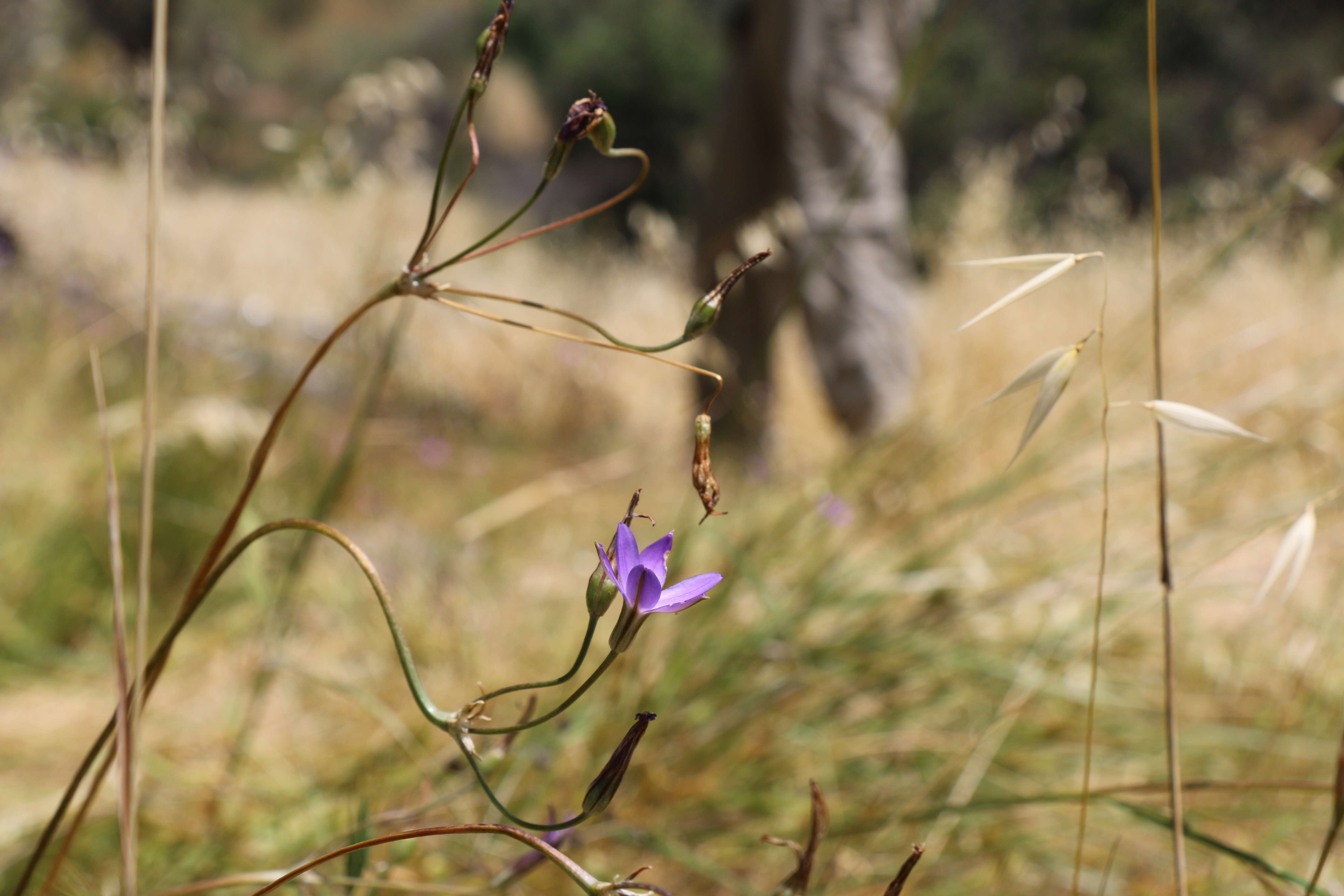 صورة Brodiaea filifolia S. Watson