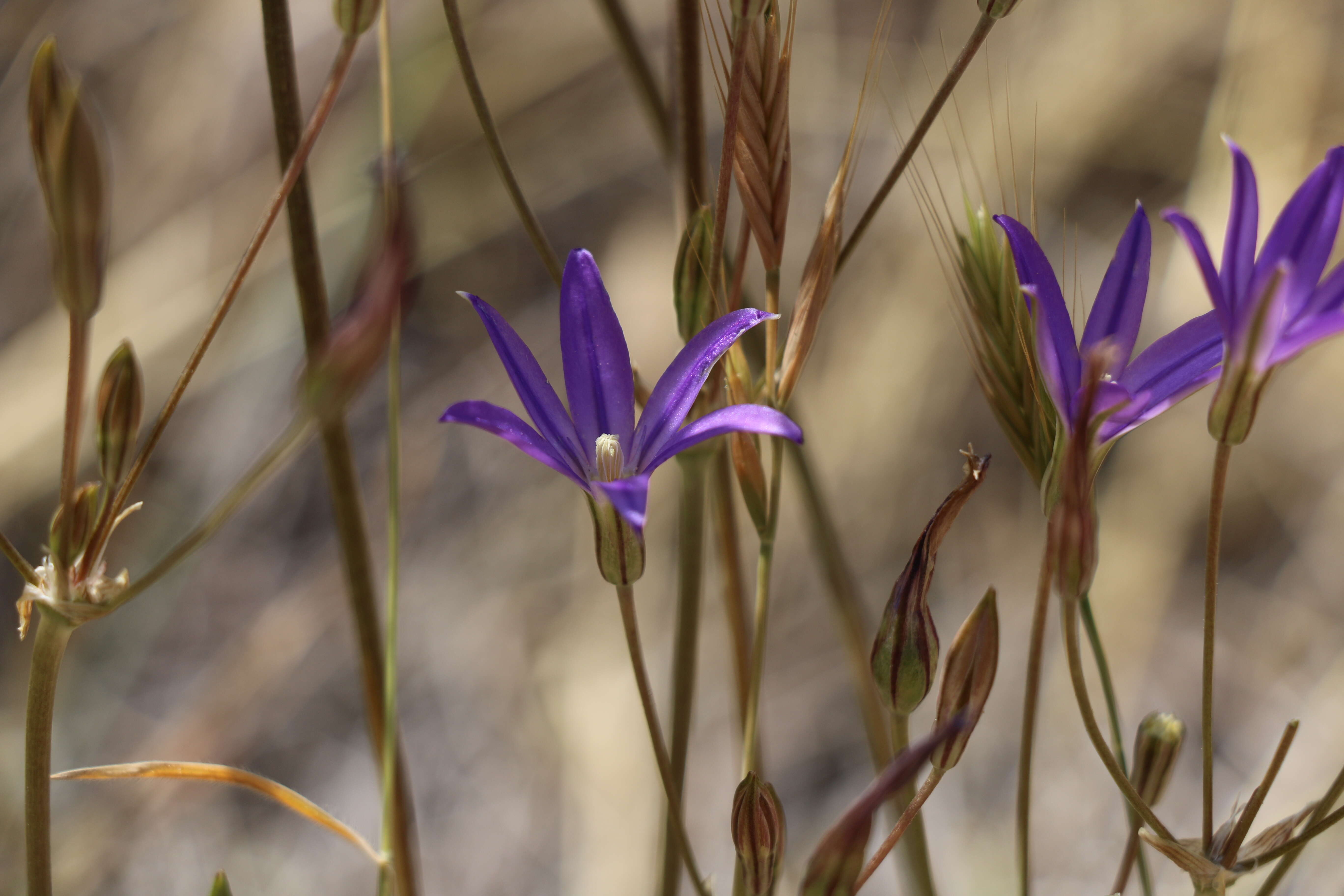 صورة Brodiaea filifolia S. Watson