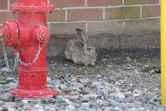 Image of Black-tailed Jackrabbit
