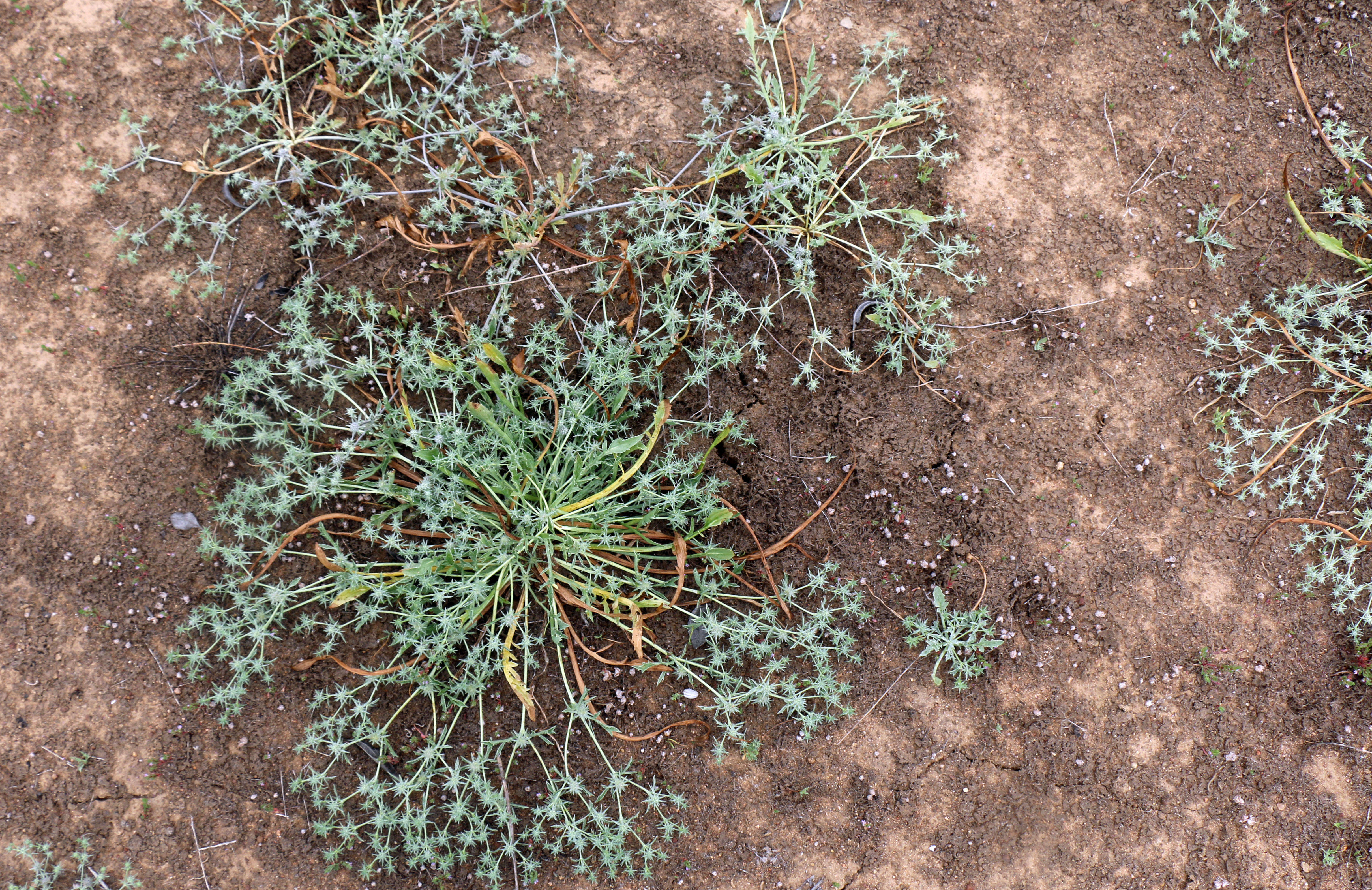 Image de Eryngium aristulatum Jepson