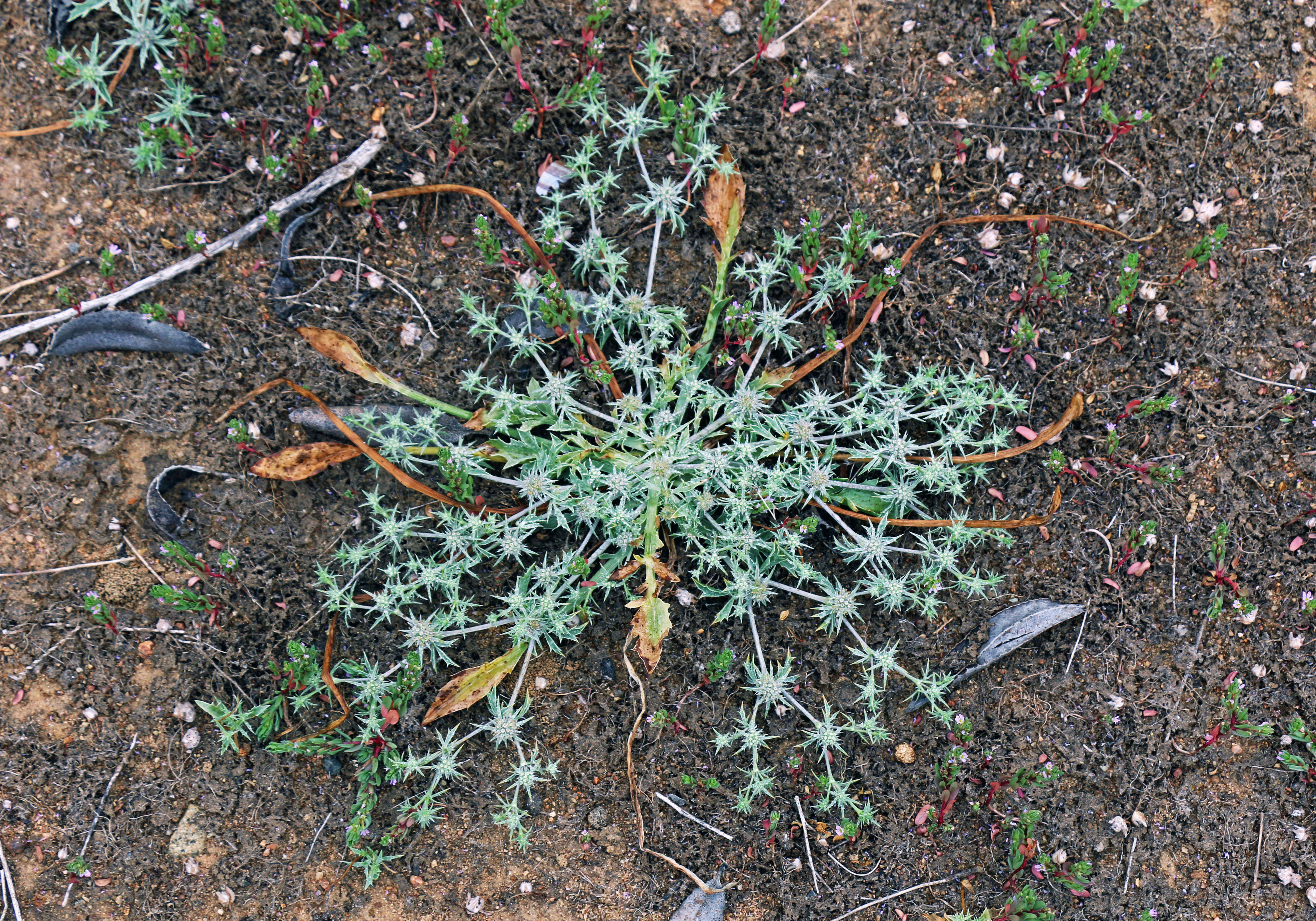 Image de Eryngium aristulatum Jepson