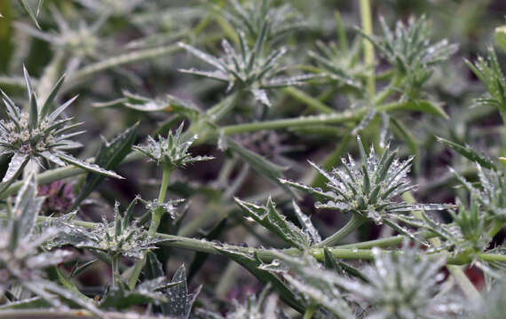 Image of California eryngo