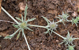 Image de Eryngium aristulatum Jepson