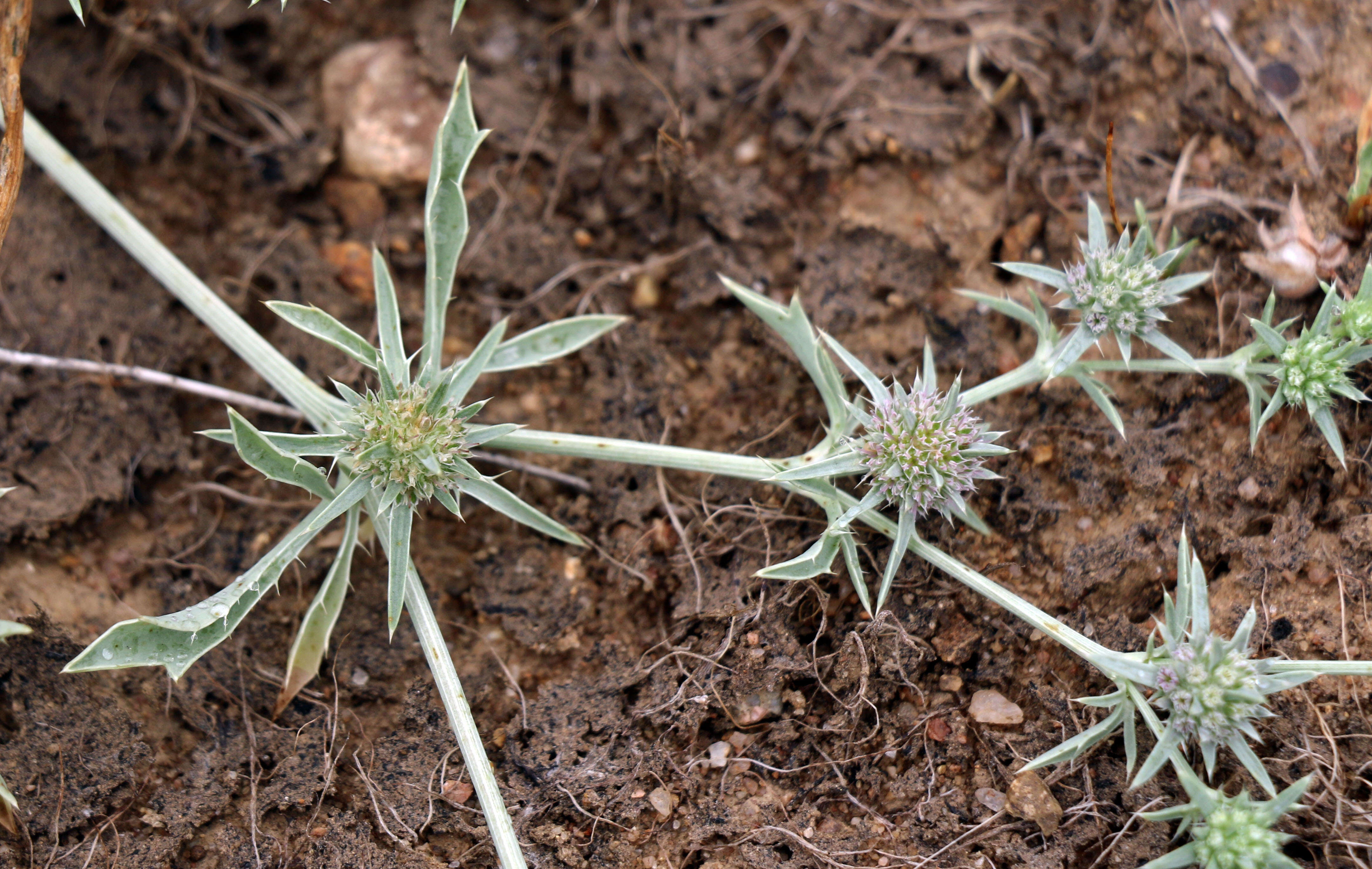 Image de Eryngium aristulatum Jepson