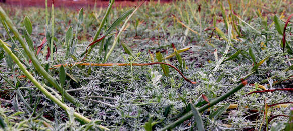 Image de Eryngium aristulatum Jepson