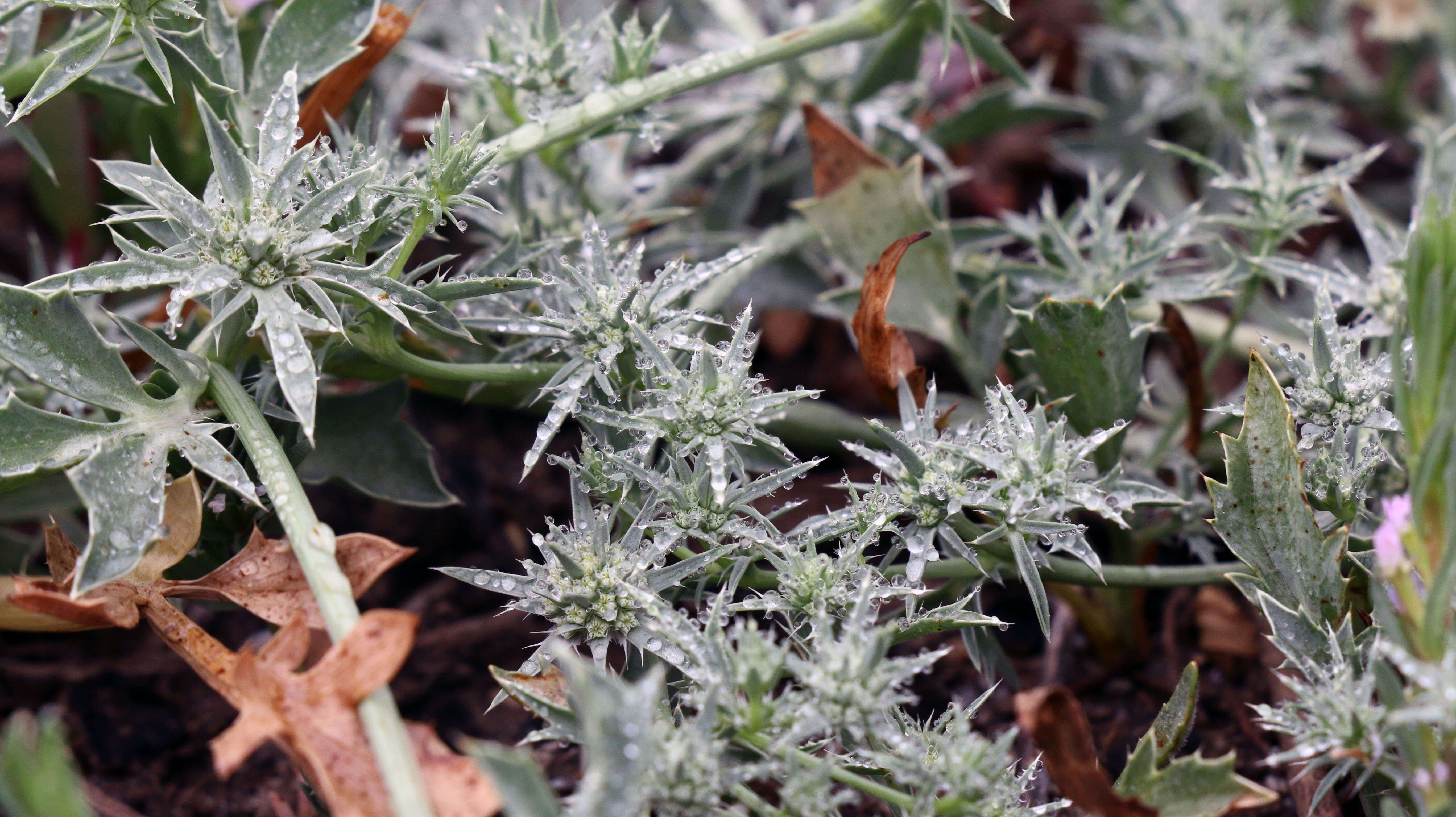 Image de Eryngium aristulatum Jepson