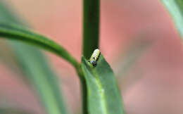 Image of Asclepias fascicularis