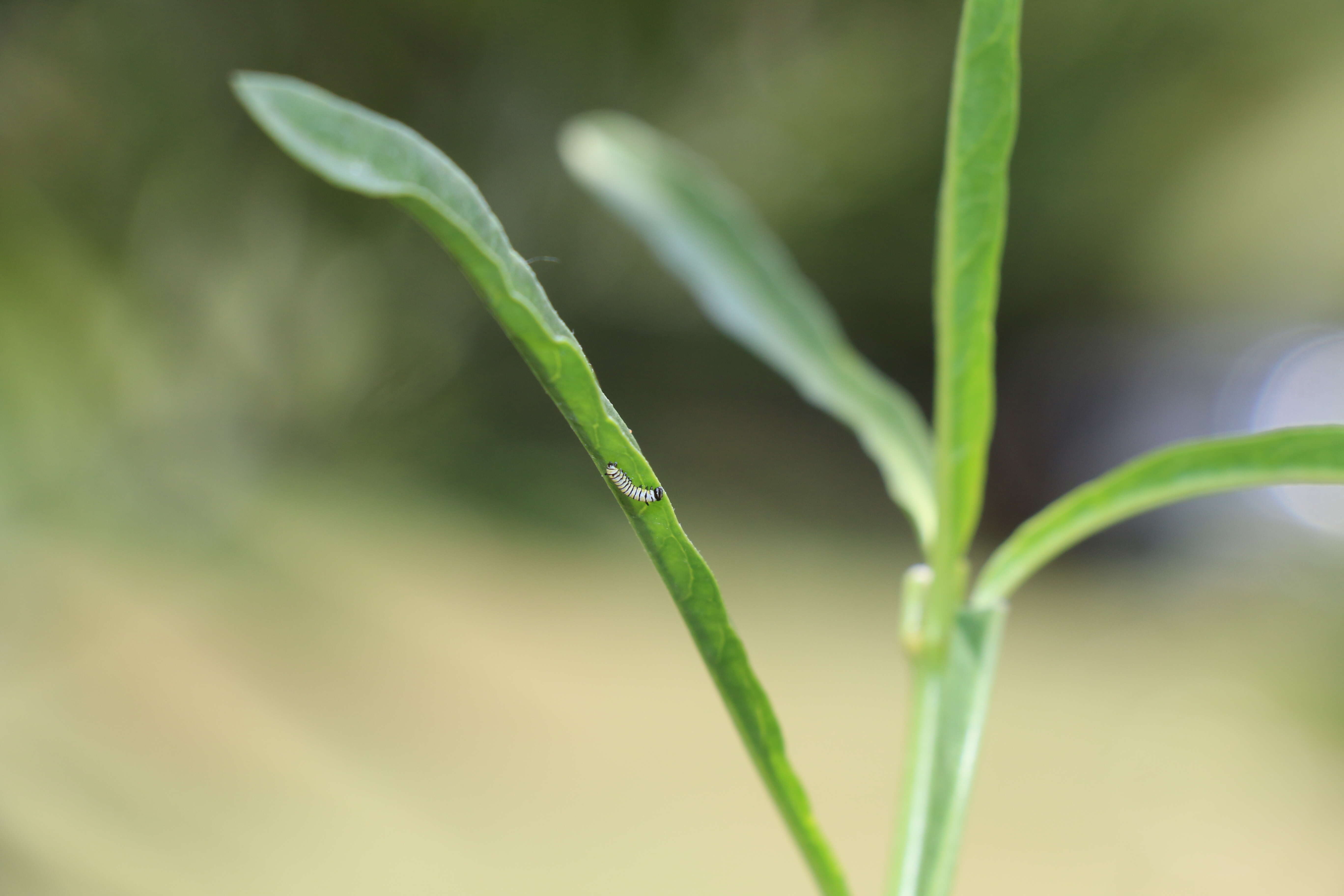 Image of Asclepias fascicularis