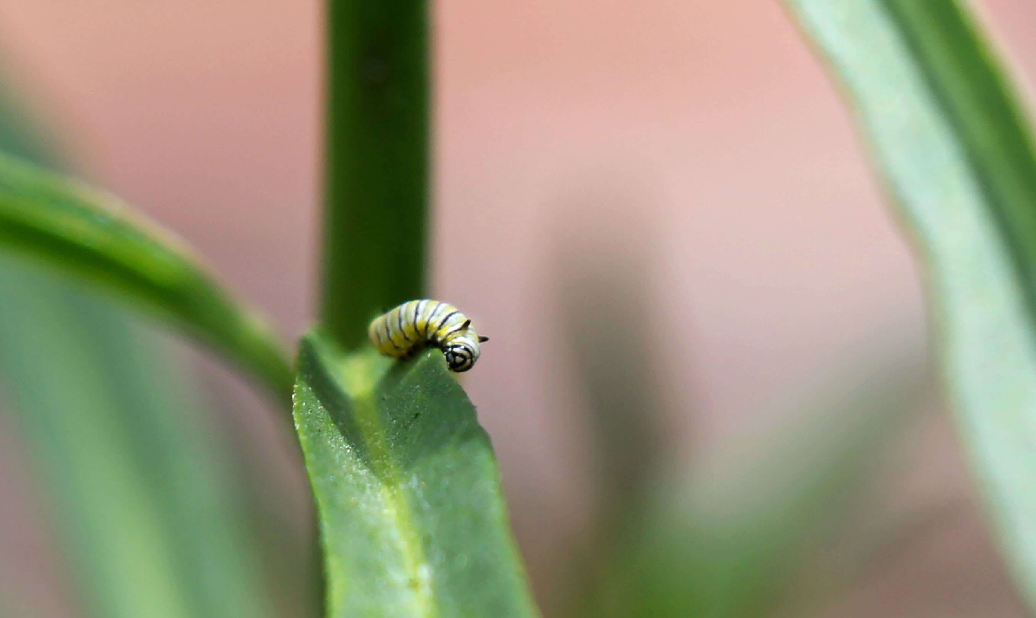 Image of Asclepias fascicularis