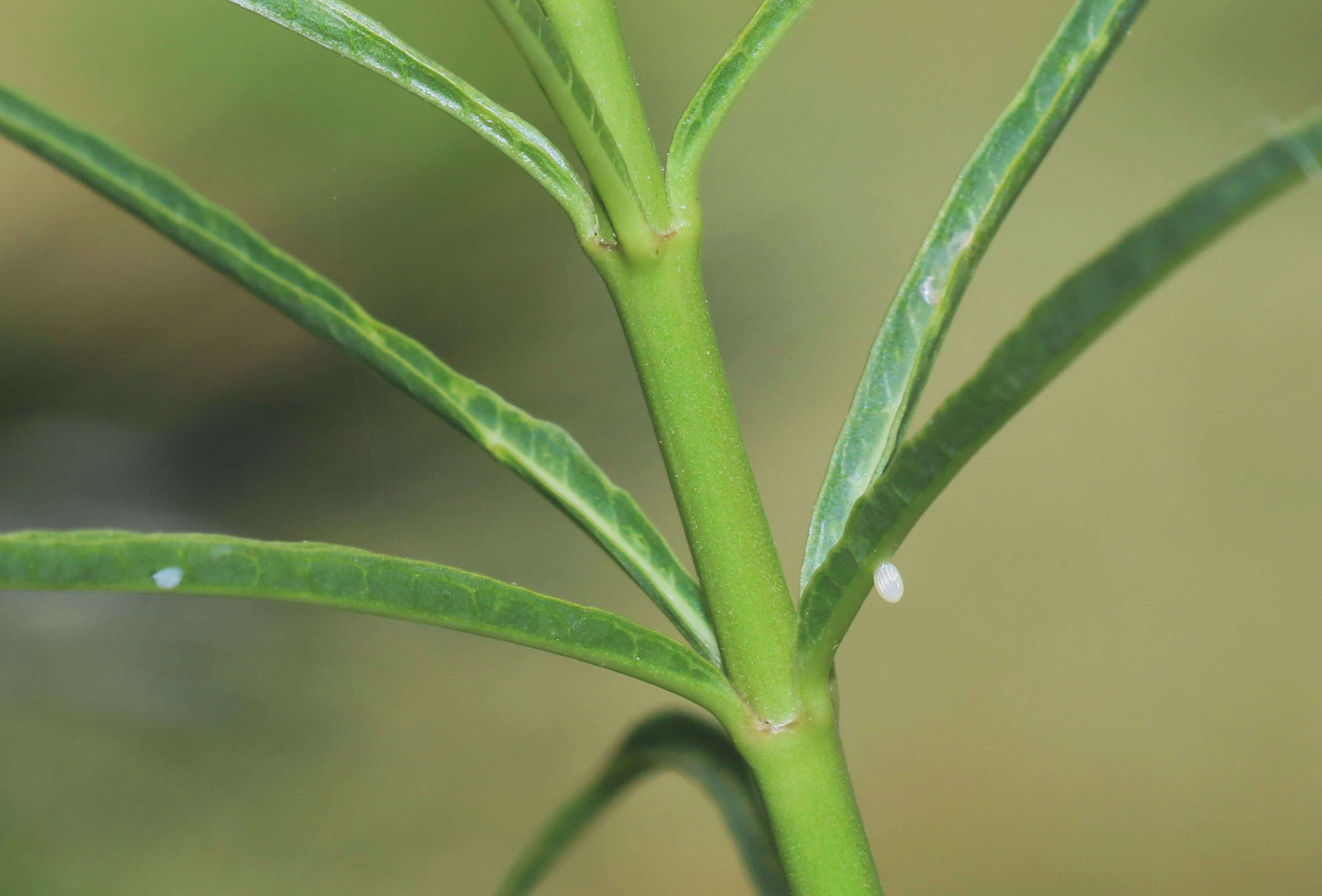 Image of Asclepias fascicularis