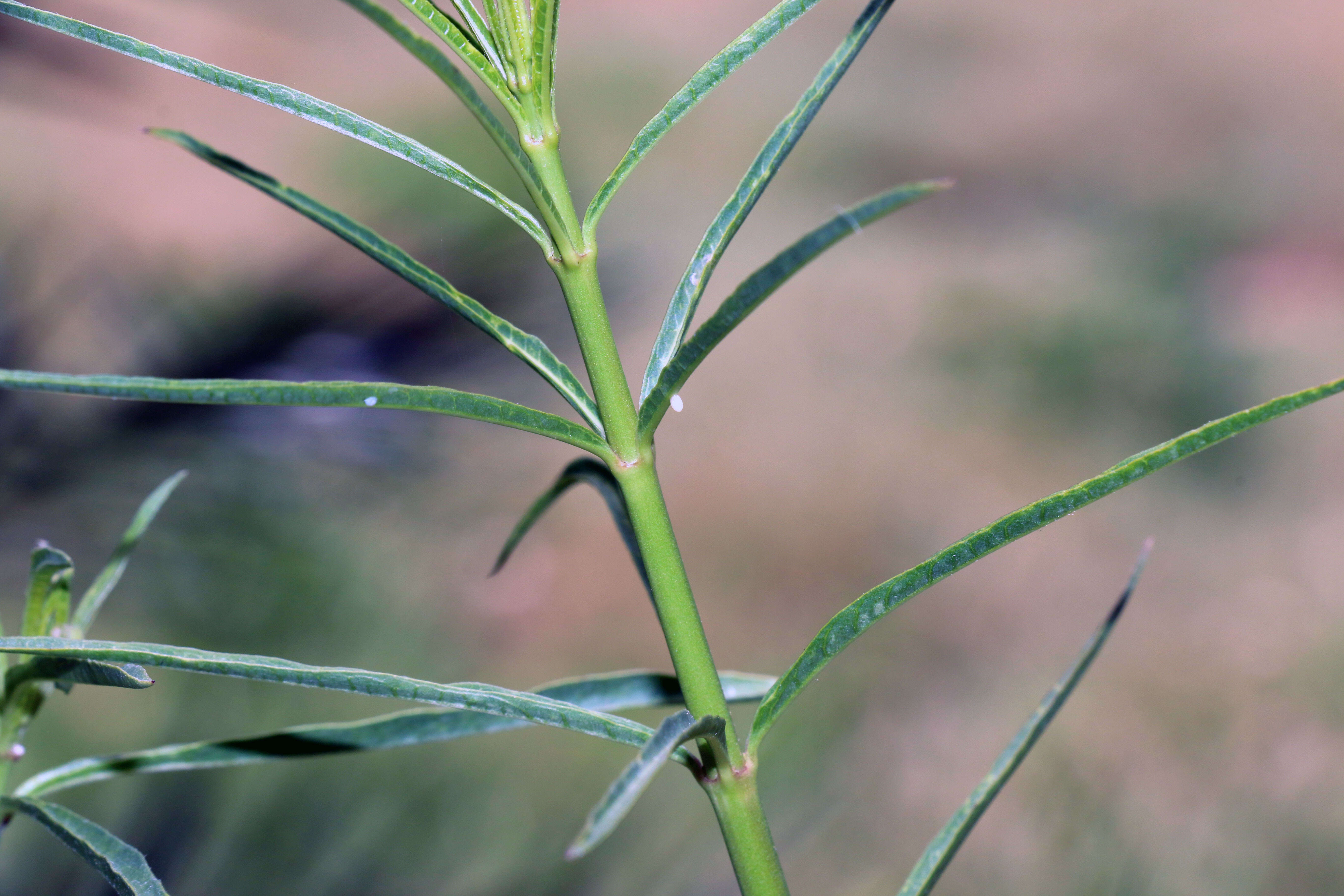 Image of Asclepias fascicularis