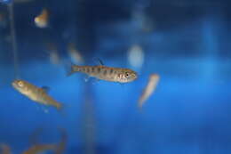 Image of Oncorhynchus clarki henshawi