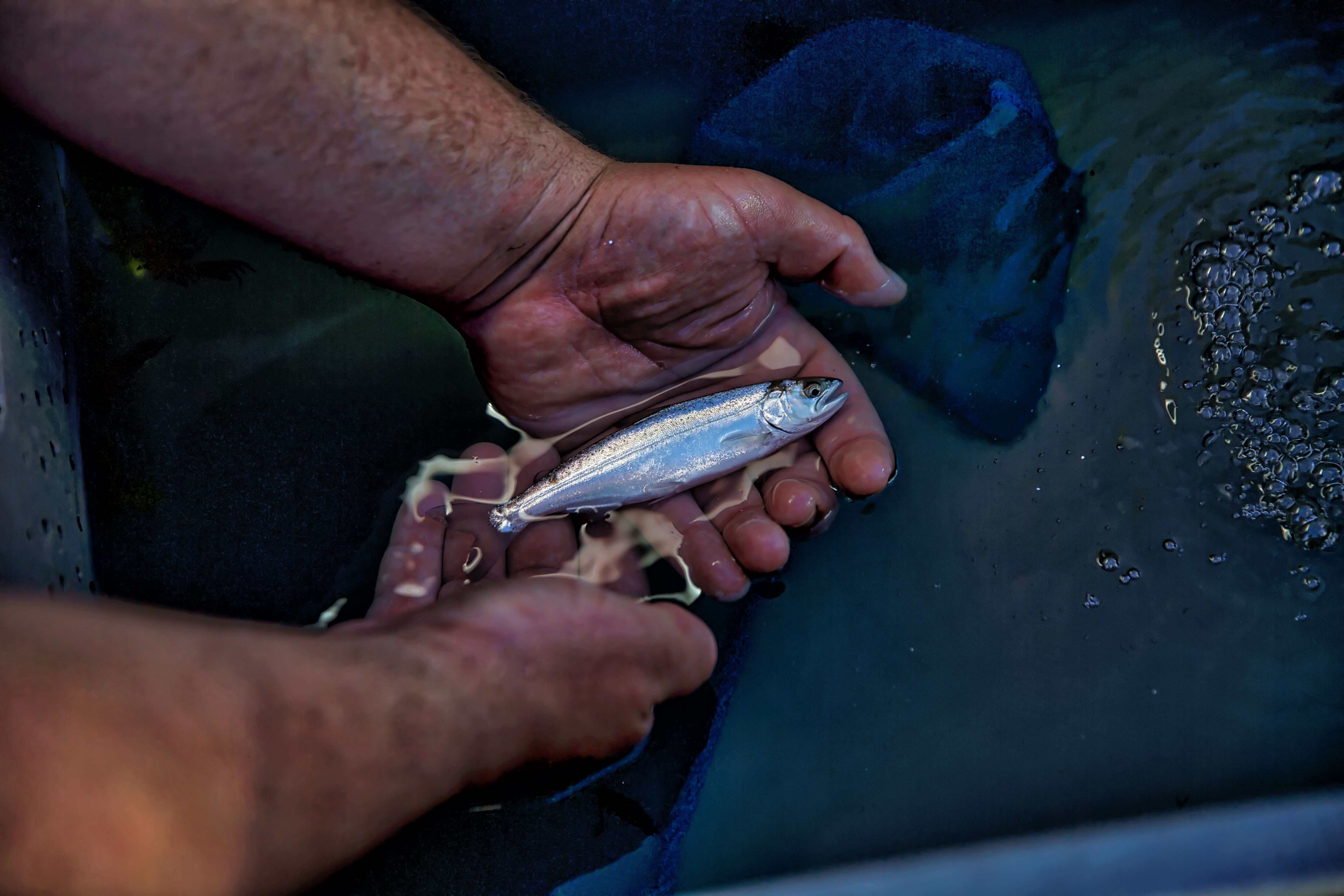 Image of Chinook Salmon