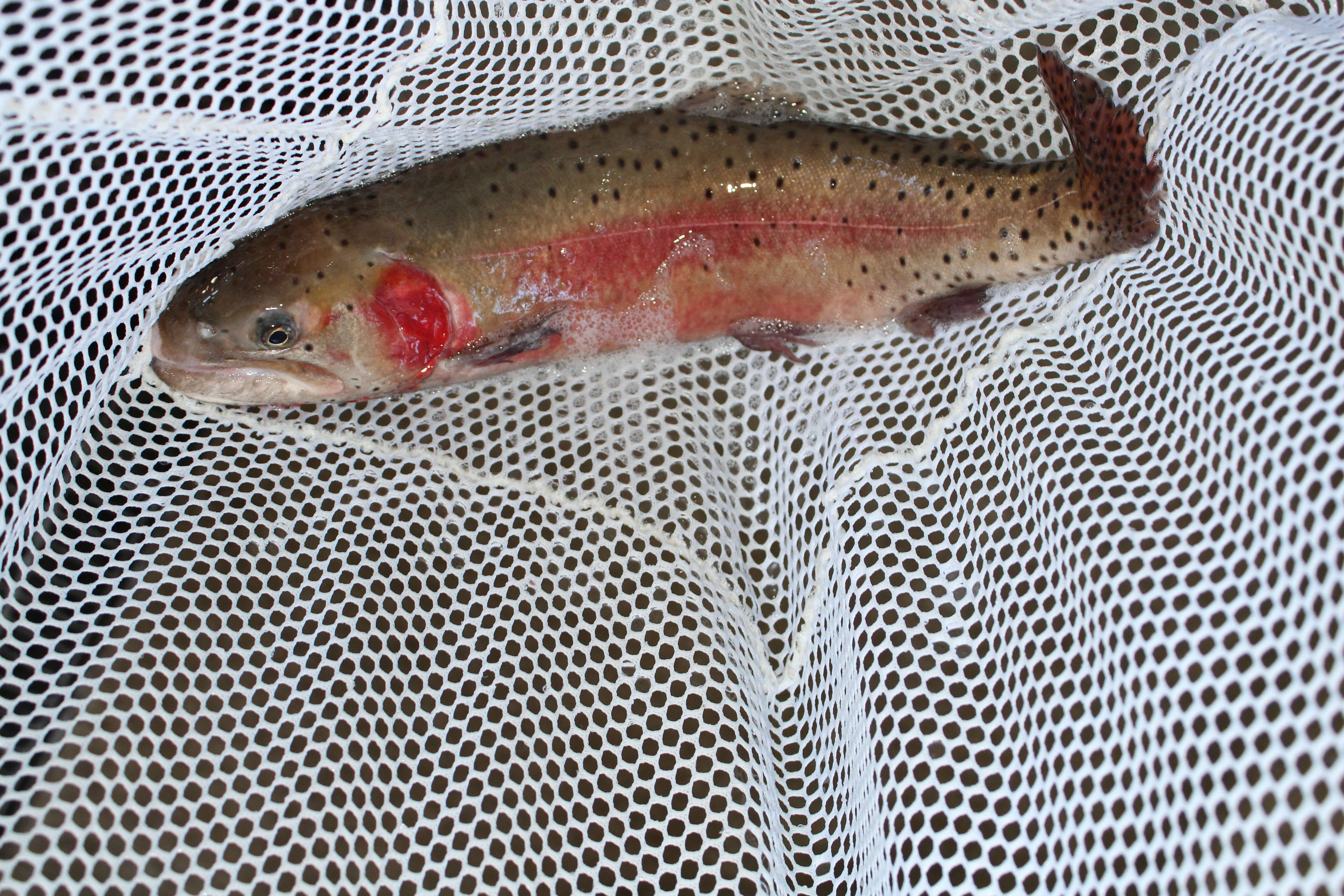 Image of Oncorhynchus clarki henshawi