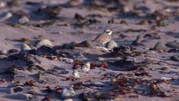 Image of Snowy Plover