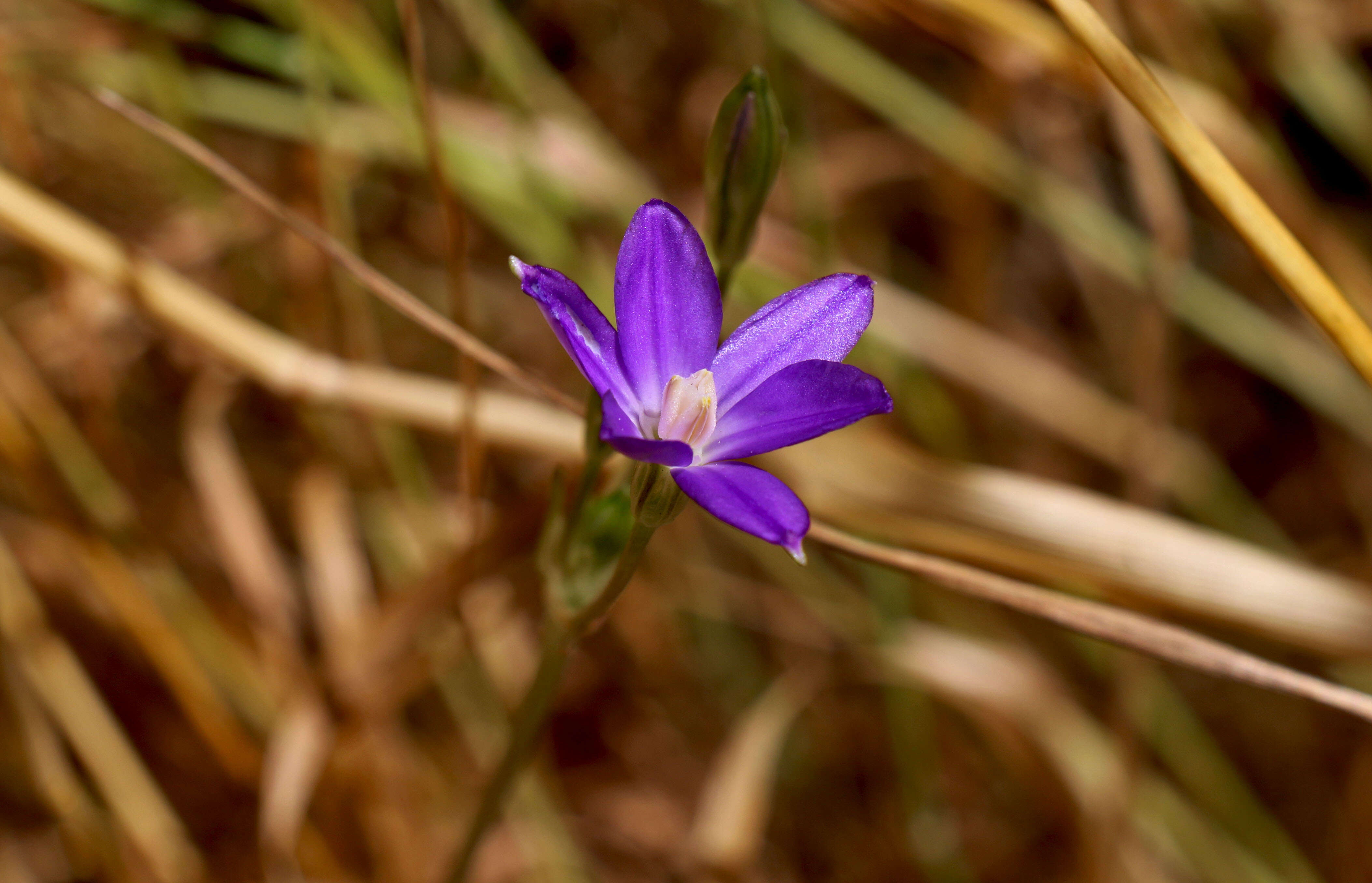 صورة Brodiaea filifolia S. Watson