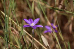 صورة Brodiaea filifolia S. Watson