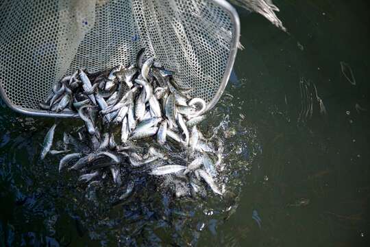 Image of Chinook Salmon