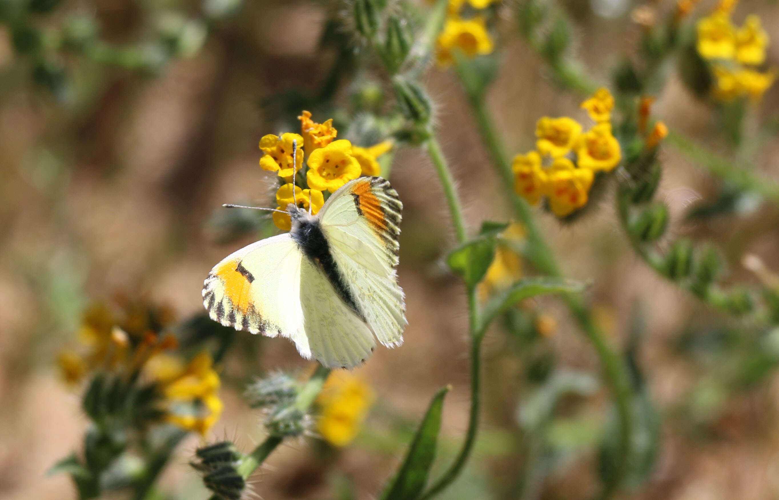 Image of Sara Orangetip