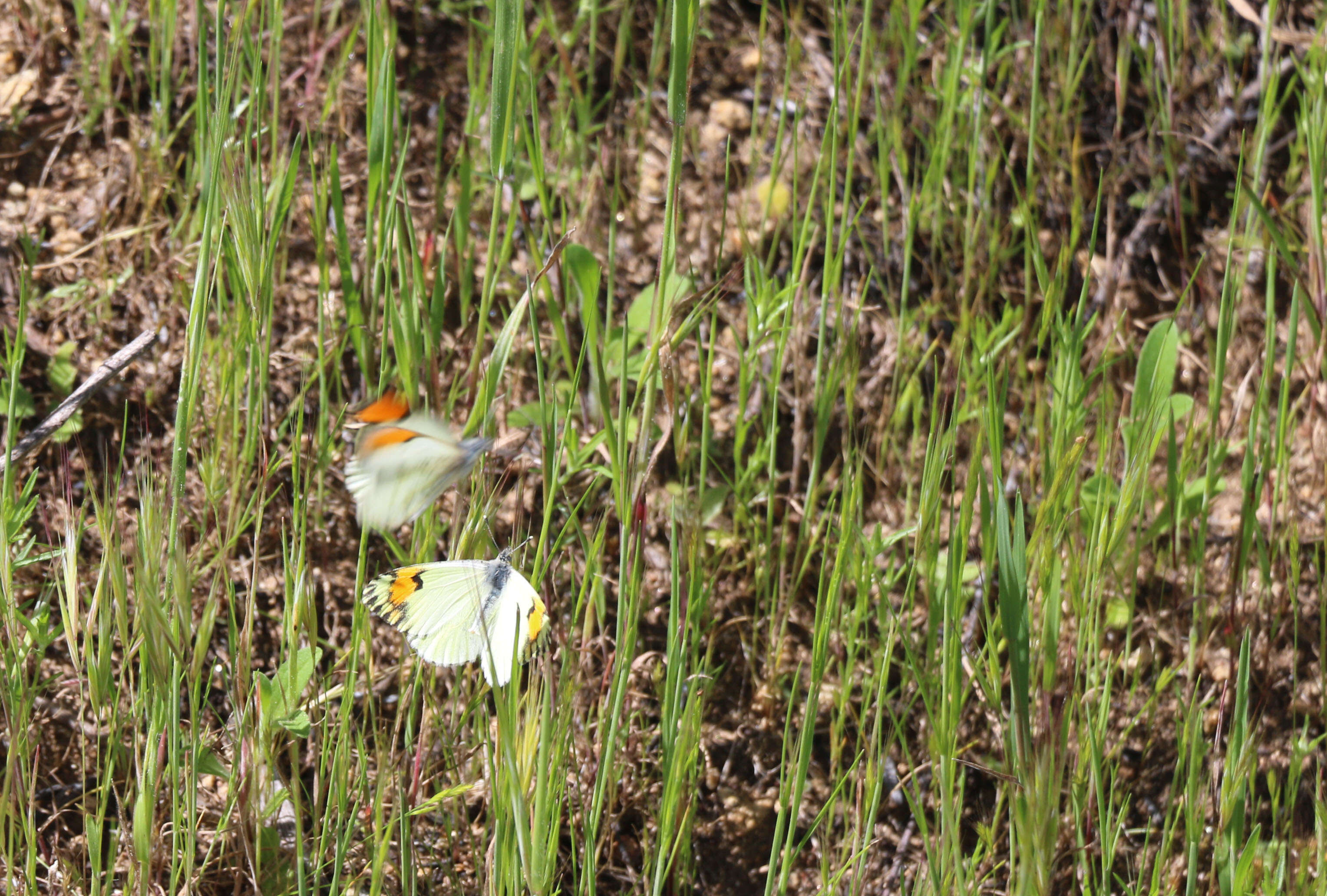 Image of Sara Orangetip