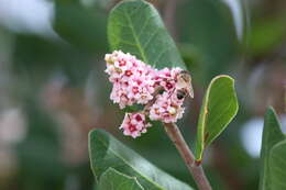 Image of lemonade sumac