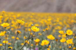 Geraea canescens Torr. & A. Gray的圖片