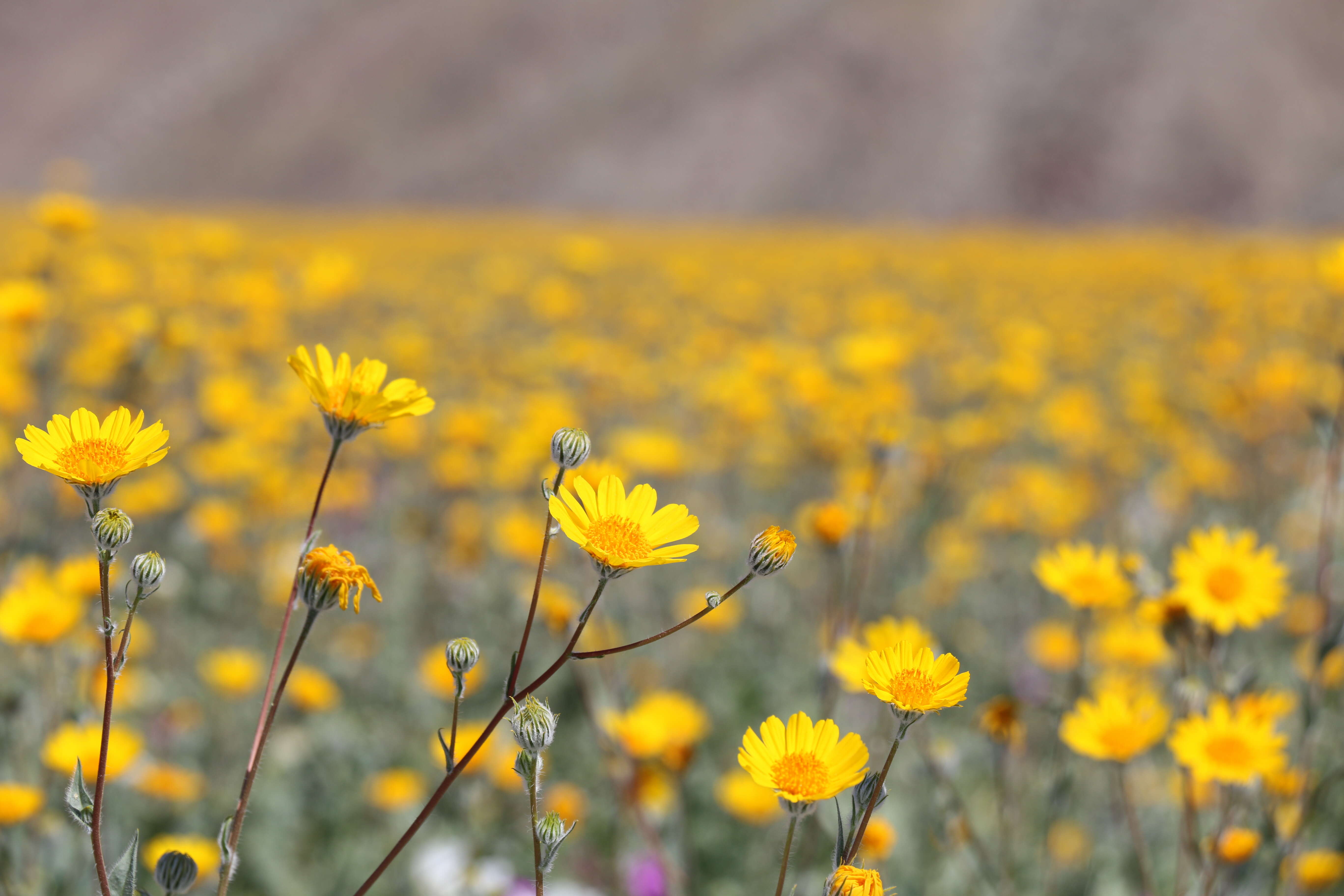 Geraea canescens Torr. & A. Gray的圖片