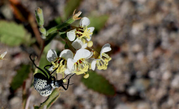 Image de Chylismia claviformis A. A. Heller