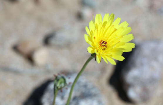 Image of smooth desertdandelion