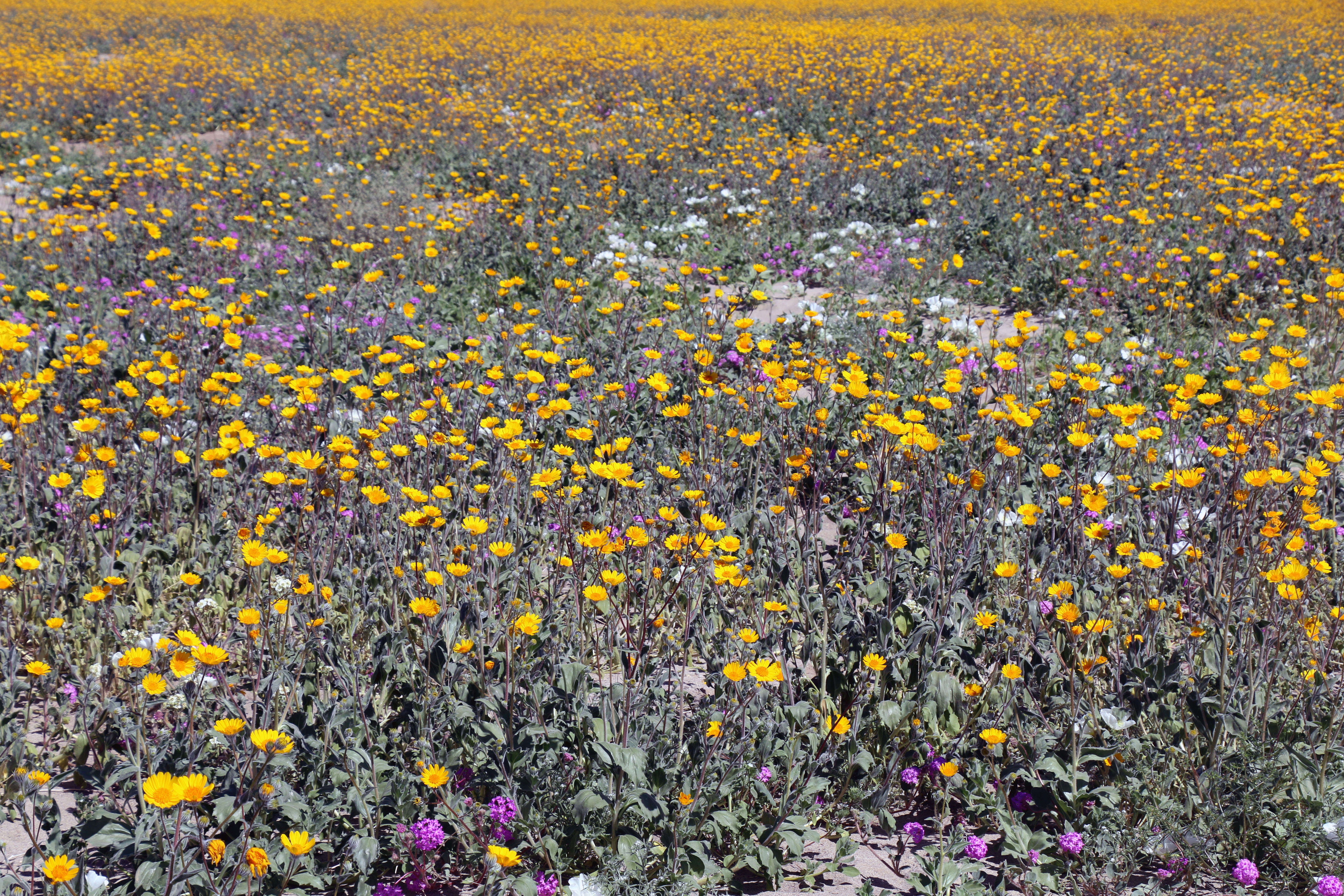 Geraea canescens Torr. & A. Gray的圖片