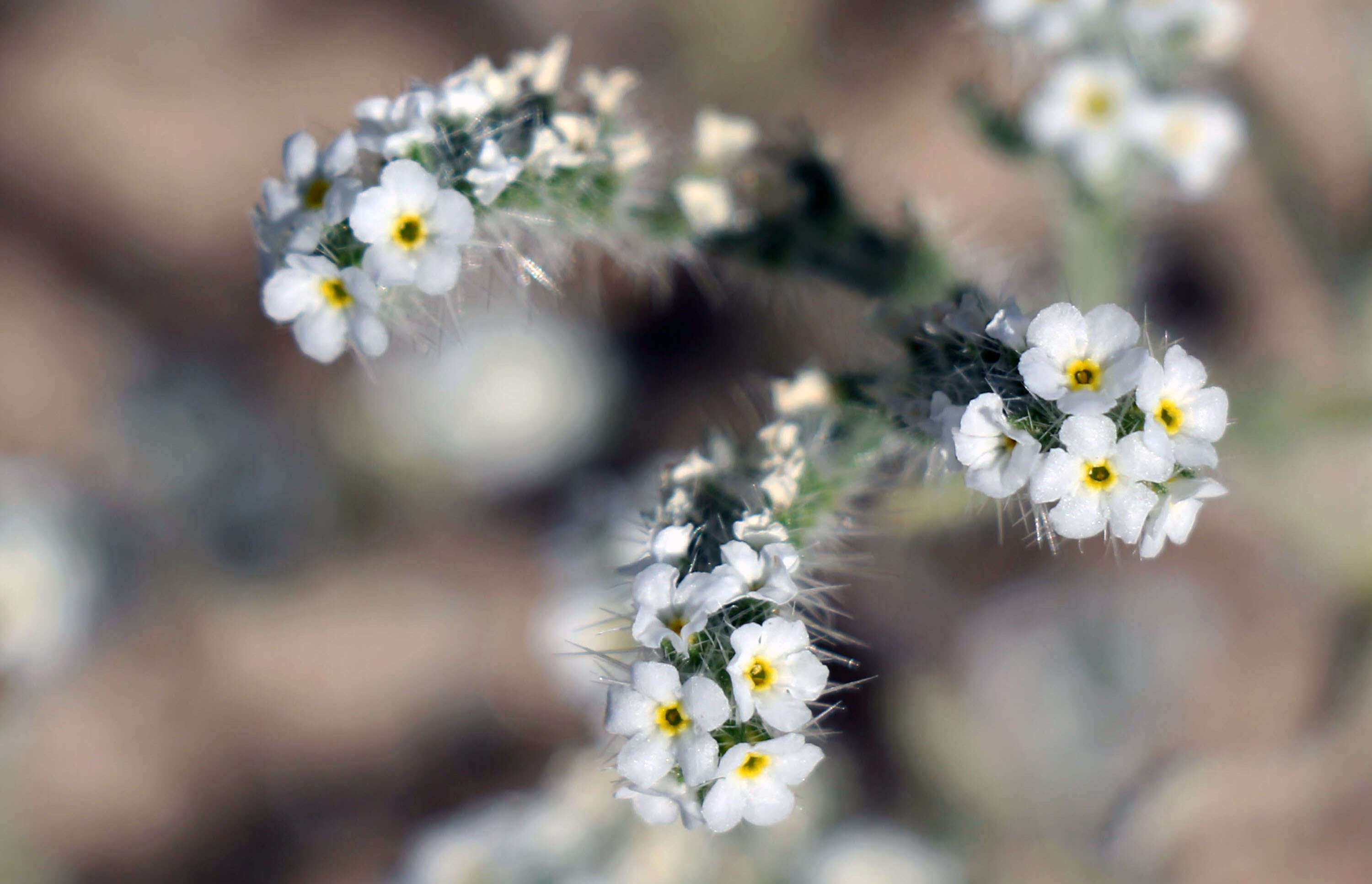 صورة Cryptantha muricata (Hook. & Arn.) A. Nels. & Macbr.