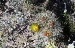 Imagem de Cylindropuntia acanthocarpa (Engelm. & J. M. Bigelow) F. M. Knuth