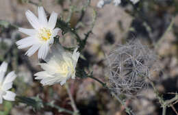 Image of New Mexico plumeseed