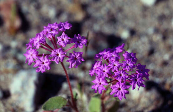 Image of desert sand verbena