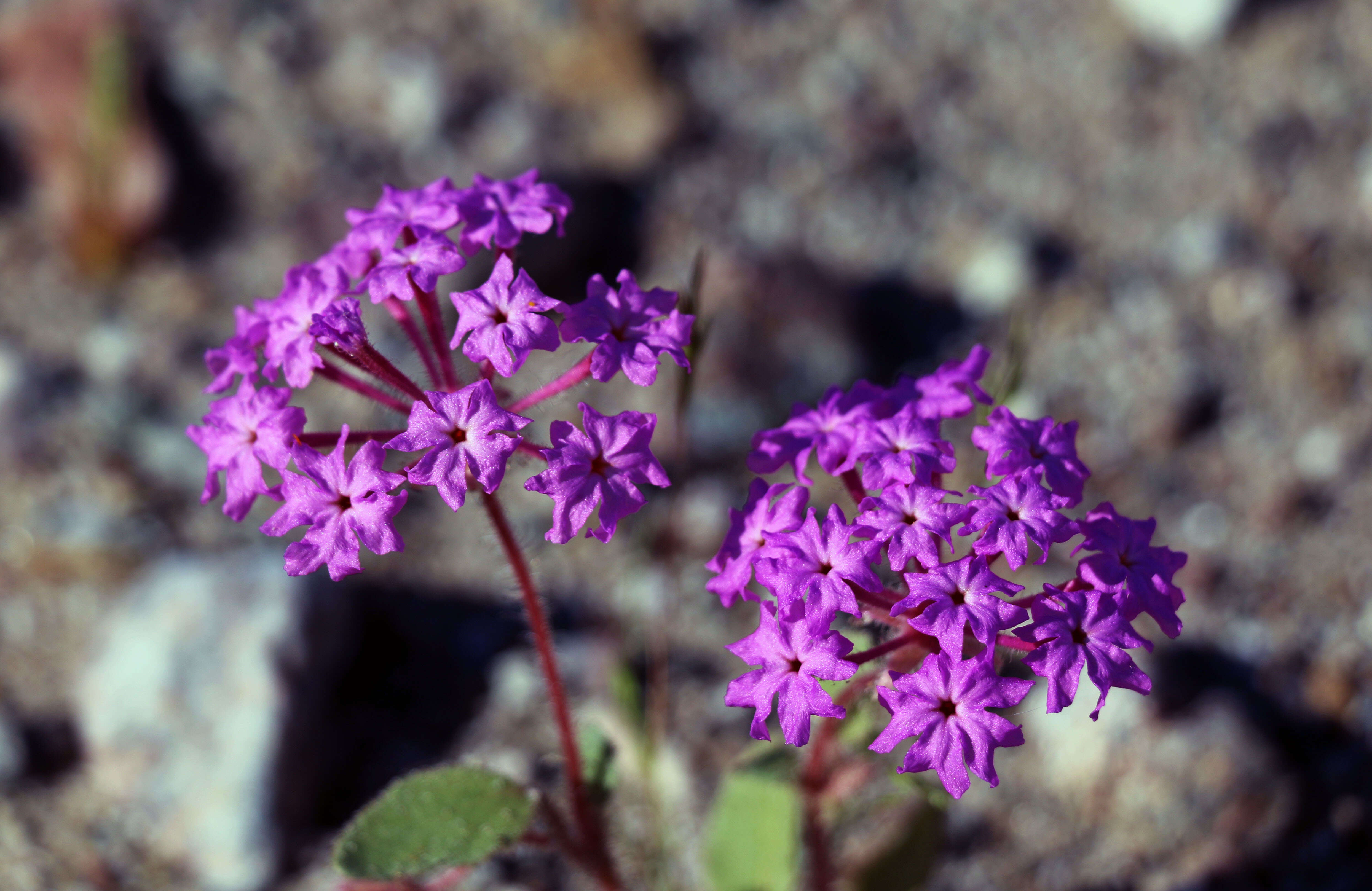 Image of desert sand verbena