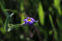 Image of western blue-eyed grass