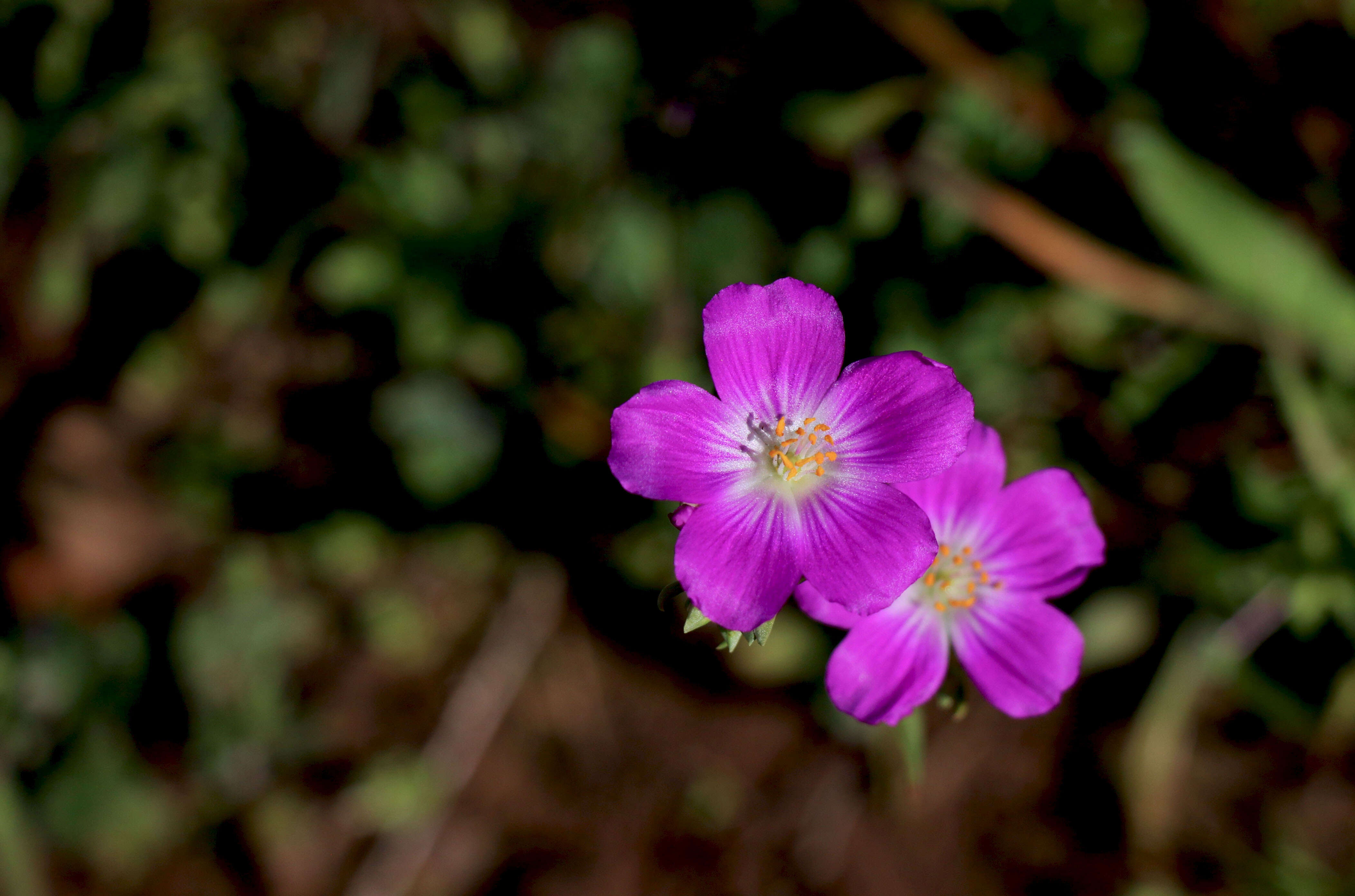 Слика од Calandrinia