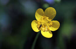 Imagem de Ranunculus occidentalis Nutt.