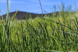 صورة Brodiaea filifolia S. Watson