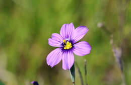 Image of western blue-eyed grass