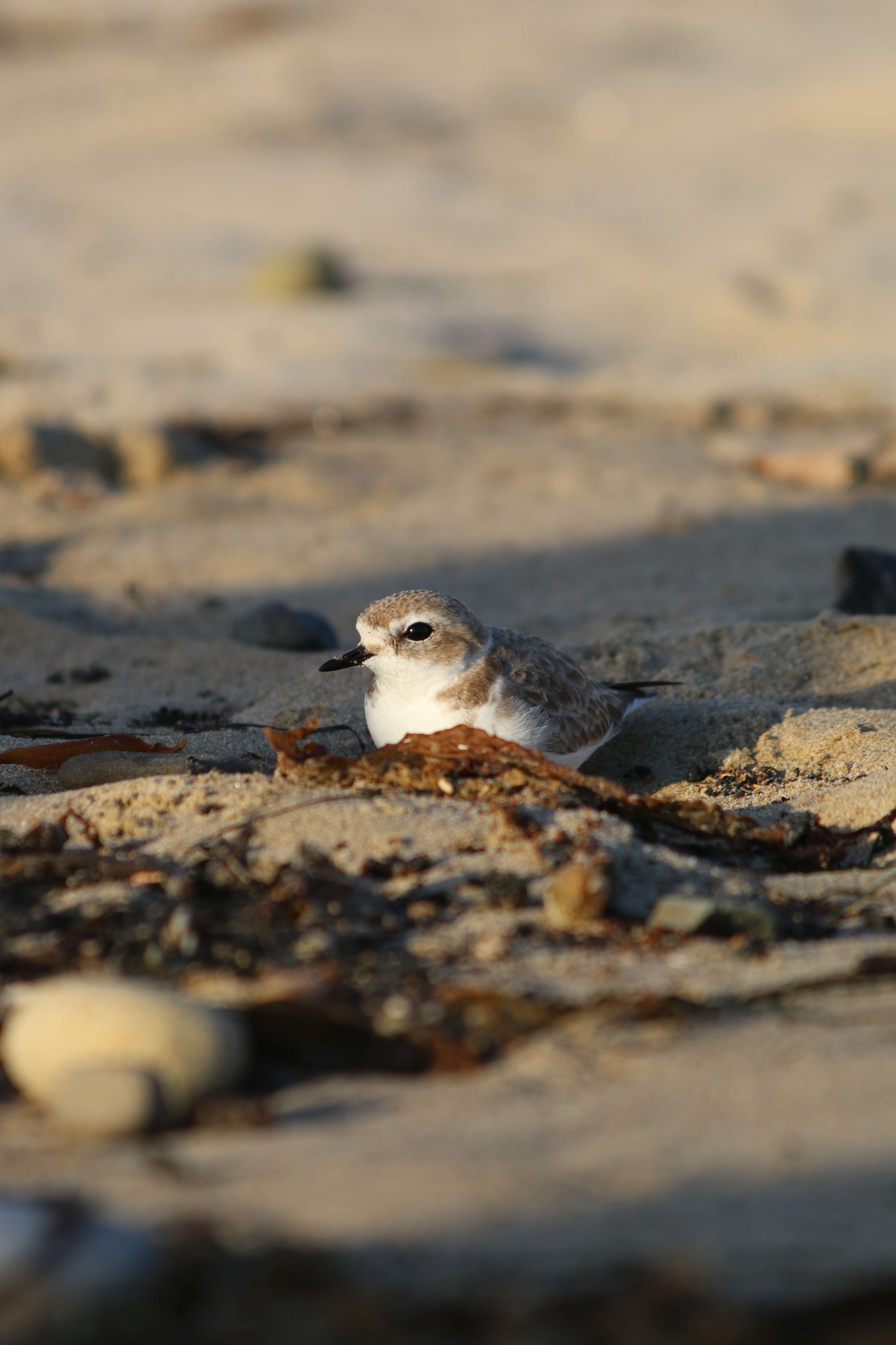 Image of Snowy Plover