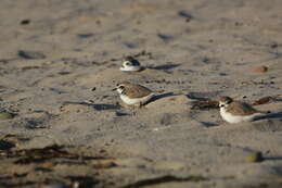 Image of Snowy Plover