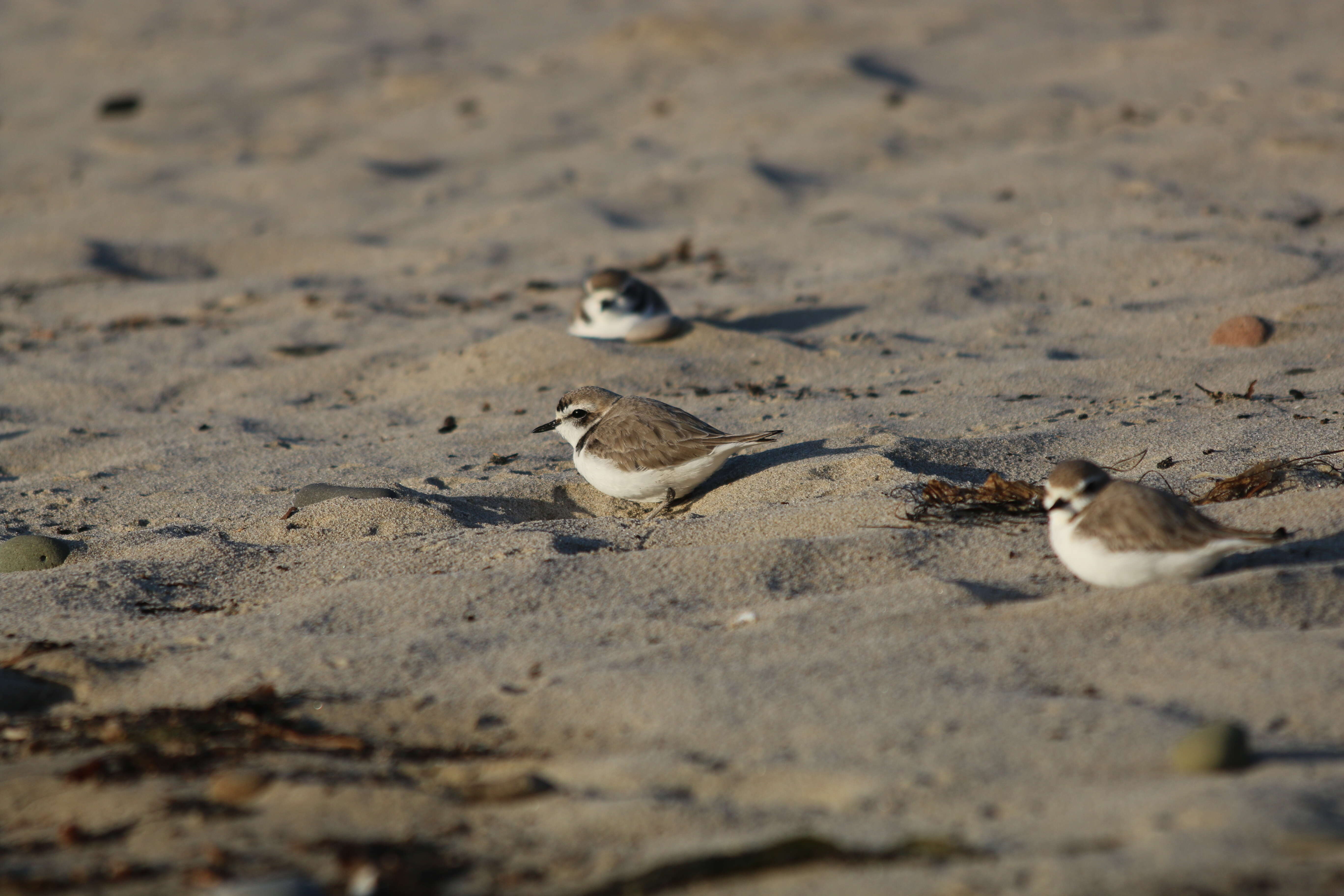 Image of Snowy Plover