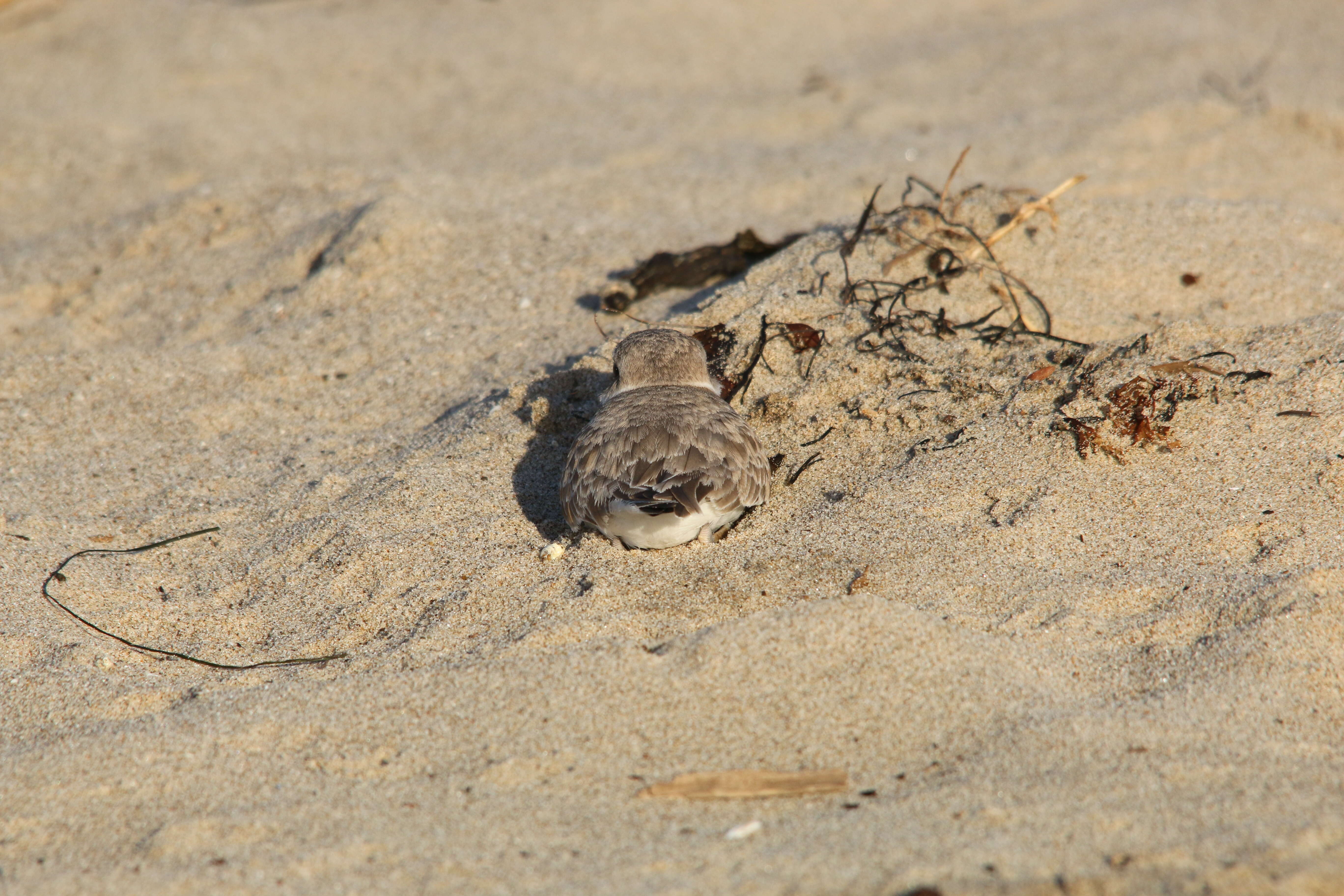 Image of Snowy Plover