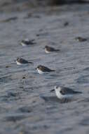 Image of Snowy Plover