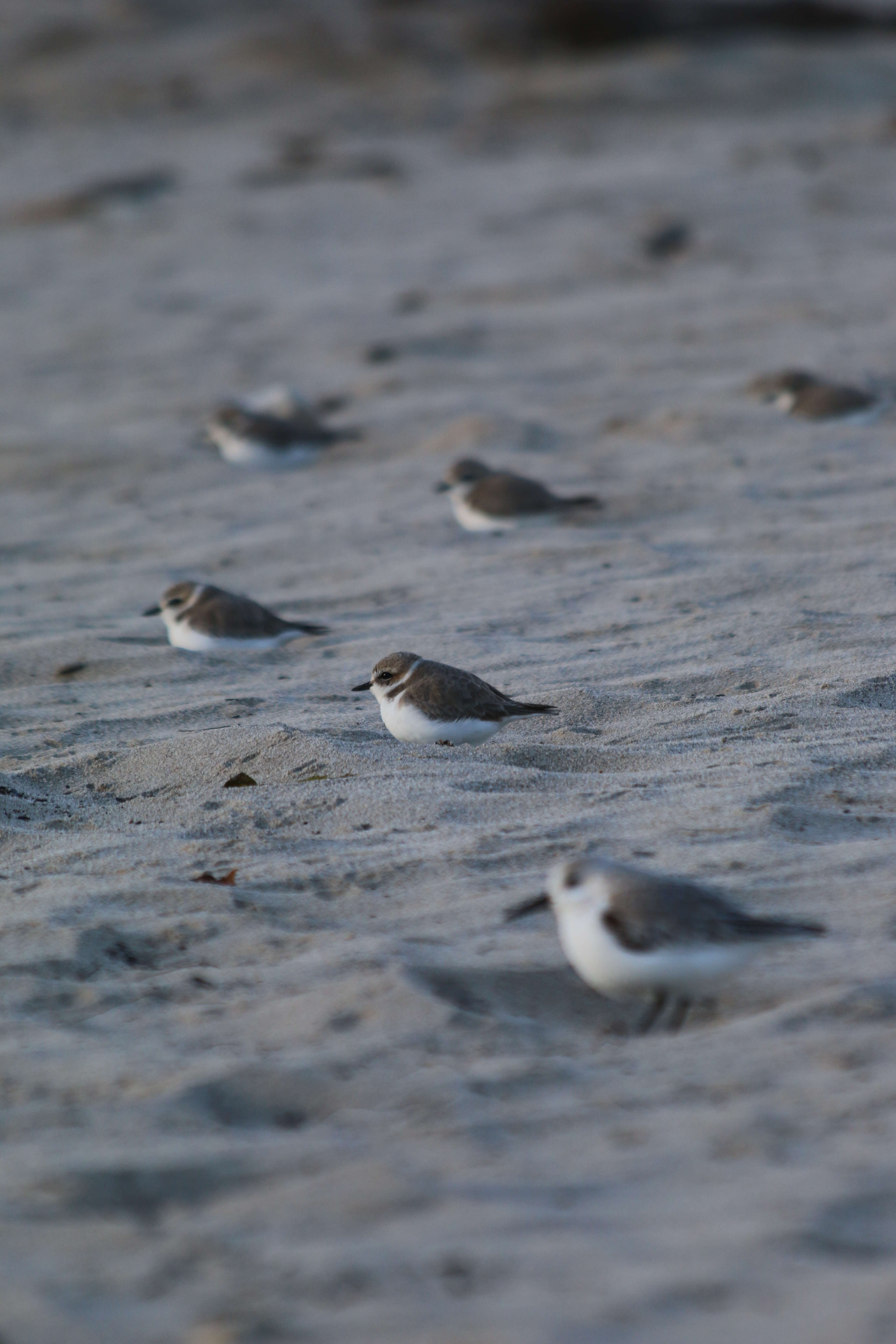 Image of Snowy Plover