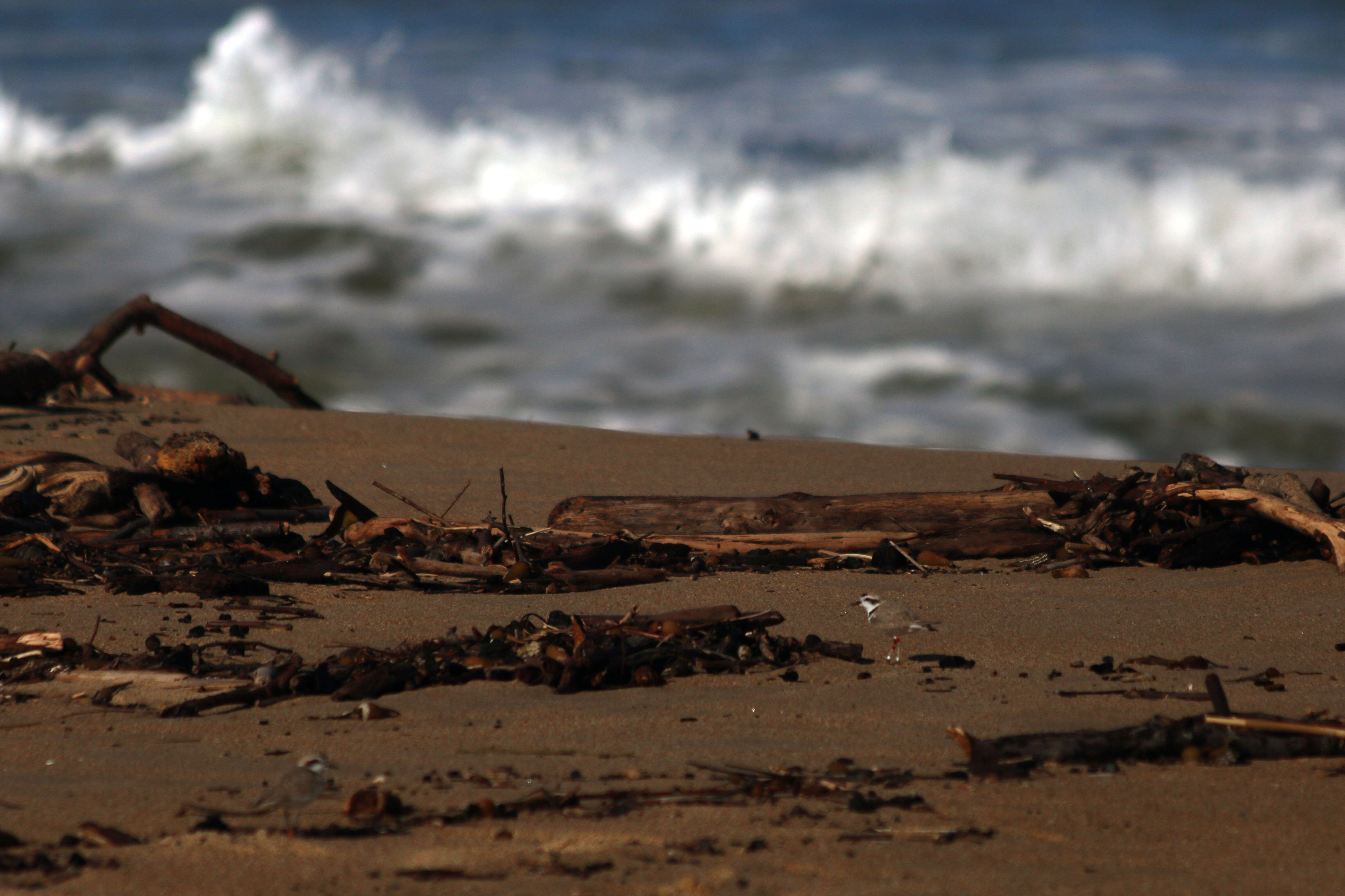 Image of Snowy Plover