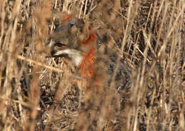 Image of California Channel Island Fox