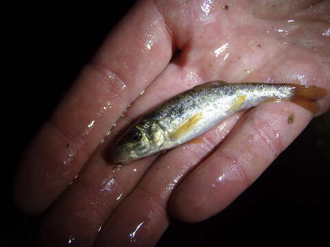 Imagem de Catostomus microps Rutter 1908