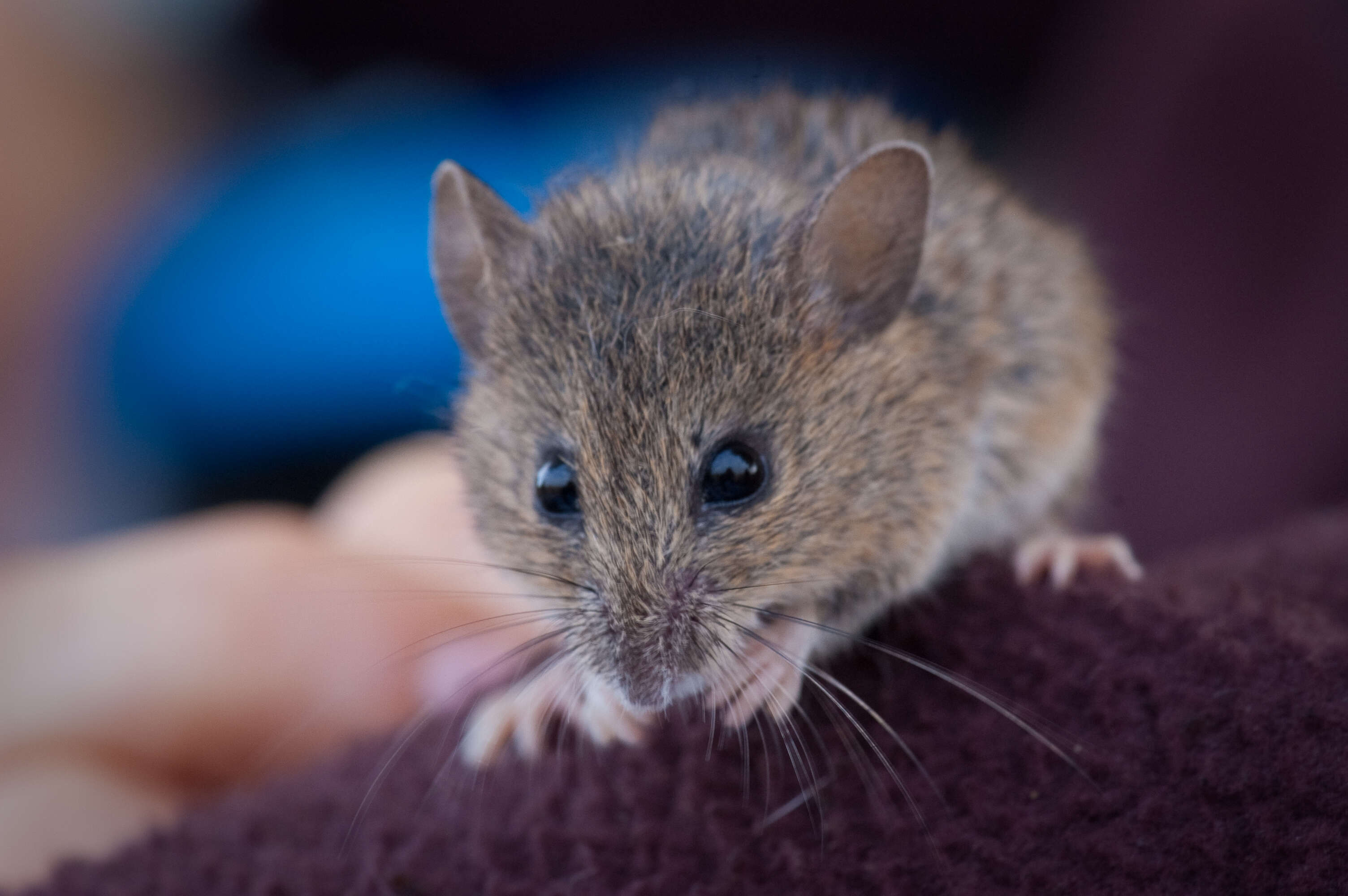 Image of Salt-marsh Harvest Mouse